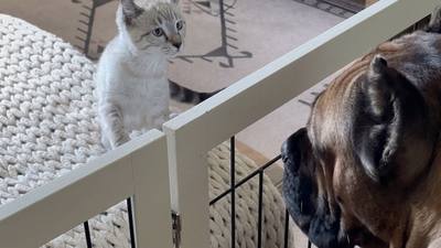 Rencontre tendue entre un Cane Corso et un chaton