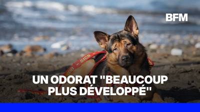 Marley, le chien aveugle devenu secouriste