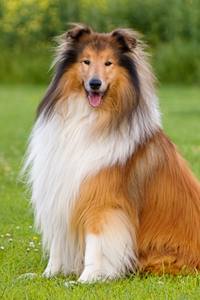 Recherche d'un chien égaré