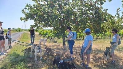 Randonnée canines près de Saumur