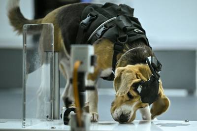 Le flair des chiens au service de la détection du cancer