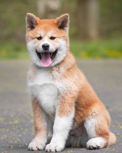 Fidélité exemplaire d'un chien en Patagonie