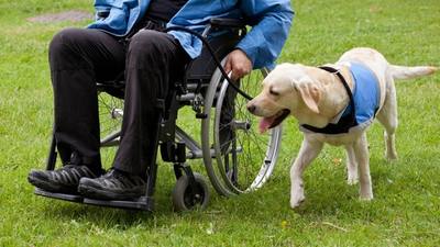 Recherche de familles pour élever des futurs chiens à Saint-Malo
