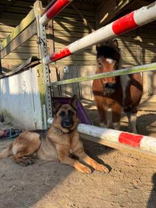 Un berger allemand tué par une meute de chiens dans les Yvelines