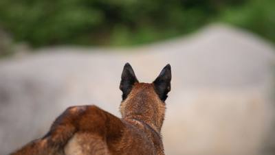 Décès tragique d'une conseillère municipale par son malinois