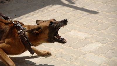 La disparition d'un chien : un traumatisme plutôt qu'un vol