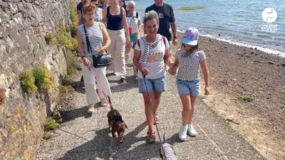 Première balade des chiens saucisses à Vannes