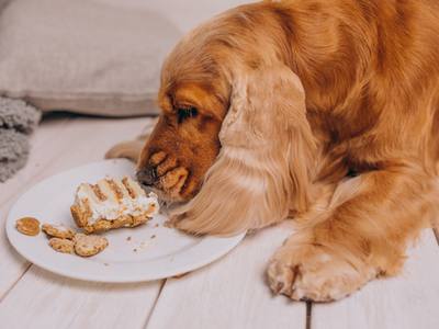 Décès d'un chien suite à de la nourriture empoisonnée à Liège