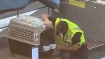 Un bagagiste d'aéroport devient viral pour avoir réconforté un chien
