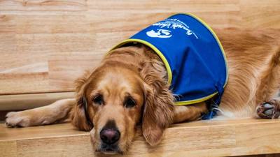 Semaine nationale du chien dans les Deux-Sèvres