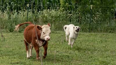 Une chienne de ferme joue avec une vache