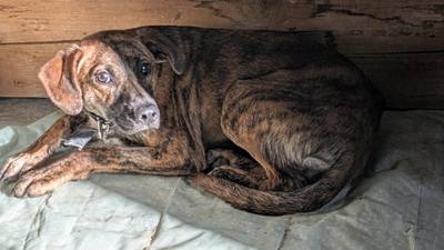 Récupération de Rocky, un chien égaré