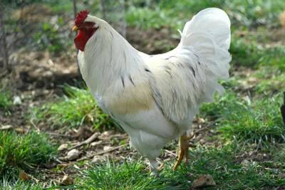 Vengeance sonore : un coq remplace les aboiements d'un chien