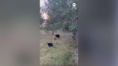 États-Unis : des chiens chassent un ours noir hors d'un jardin