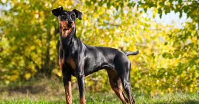 Le pinscher allemand : un compagnon dynamique et accessible