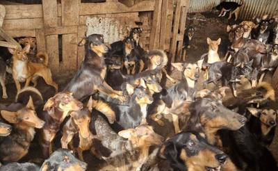 Sauvetage massif d'animaux en Vendée
