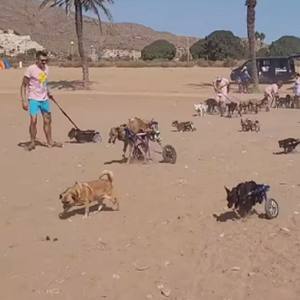 Des chiens en fauteuil roulant font sensation sur Instagram