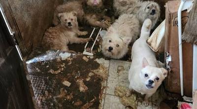 Abandon d'un chien condamné à la mort