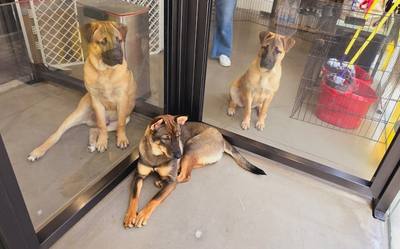 Chiens à Hong Kong : les nouveaux lieux où sont acceptés