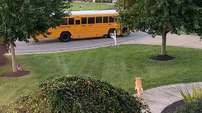 Une femme poursuit son Golden Retriever vers un bus scolaire