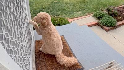Une chienne fidèle cherche sa meilleure amie