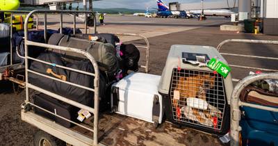 Aéroport de Genève : Une passagère loupe son vol à cause de son chien d'assistance