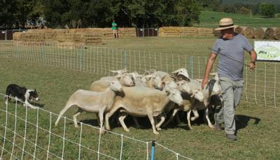 Succès du 8e concours inter-races de chiens de berger