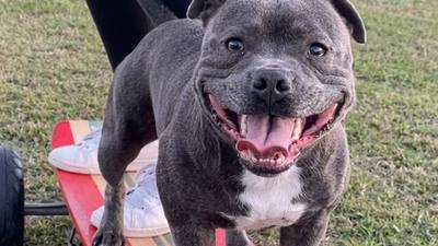 8 faits sur le Staffordshire Bull Terrier