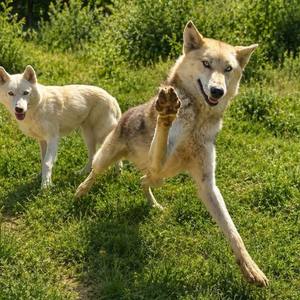 Événements canins dans l'Eure ce week-end