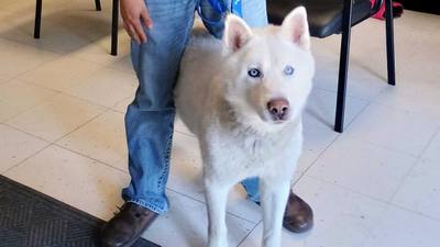 Retrouvailles miraculeuses pour un chien disparu