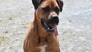 Twister, un croisé Dogue roux, cherche une famille