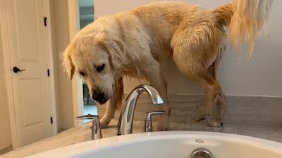 Un chien insiste pour rejoindre le bain de sa maîtresse