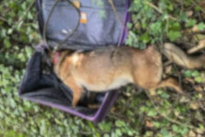 Malinois retrouvé mort dans une valise à Vitry-sur-Seine