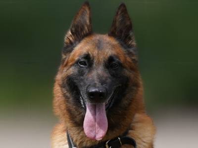 Ceto, ancien chien policier, cherche une famille en Lorraine