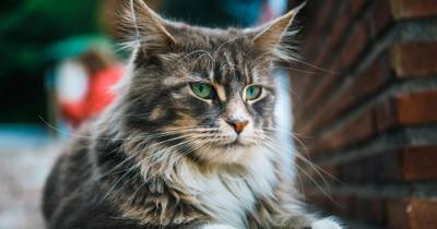 Le Maine Coon, champion incontesté des chats de race en France