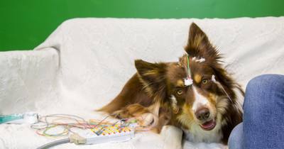 Le cerveau du chien privilégie les consonnes