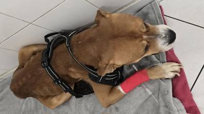 Découverte d'un chien amaigri et d'un lapin mort par la SPA
