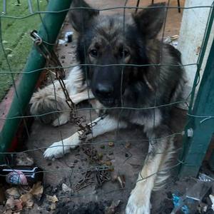 Maltraitance animale dans les Landes