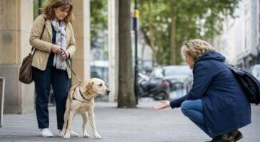 Amende pour chien s'échappant du jardin