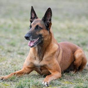Une octogénaire tuée par son chien dans les Landes