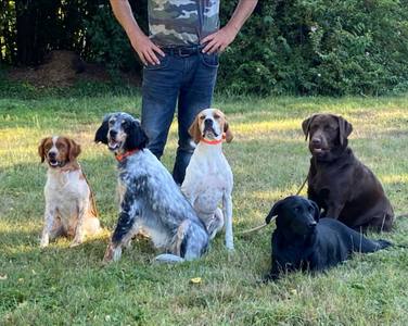 Dressage canin : l'importance des règles à la maison