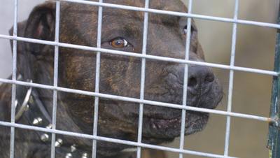 Attaque de deux pitbulls sur un enfant en pleine rue