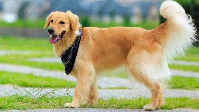 Une première en Seine-Maritime : au Havre, Swann fait sa rentrée avec Aïko son chien d’assistance