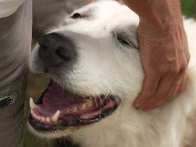 Réflexes face aux chiens de troupeau