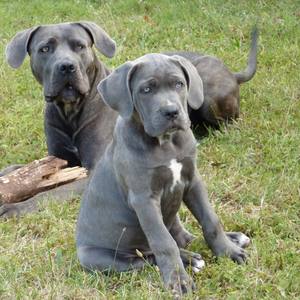 Enfant gravement blessé par des pitbulls interdits