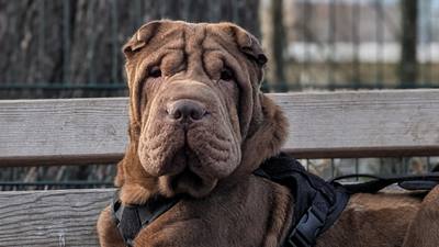 Appel aux dons pour un chien gravement blessé