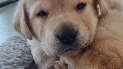 Semaine nationale du chien : un lycée des Deux-Sèvres mobilise les élèves