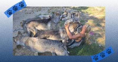 Ma vie avec ma meute de chiens-loups