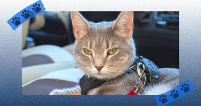 Ma vie avec Lady : un lien unique avec sa chatte