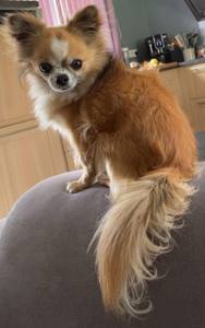 Plainte pour la mort d'un chien à Lahourcade